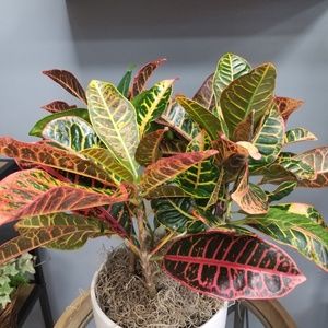 Meet your Posher, Karla